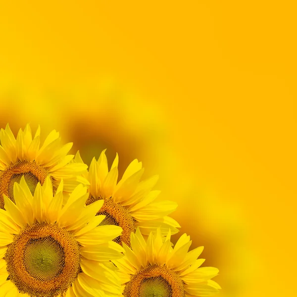 Fundo de girassol amarelo — Fotografia de Stock