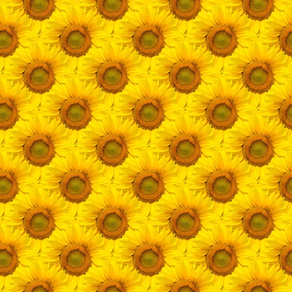 Fondo sin costuras de girasol — Foto de Stock