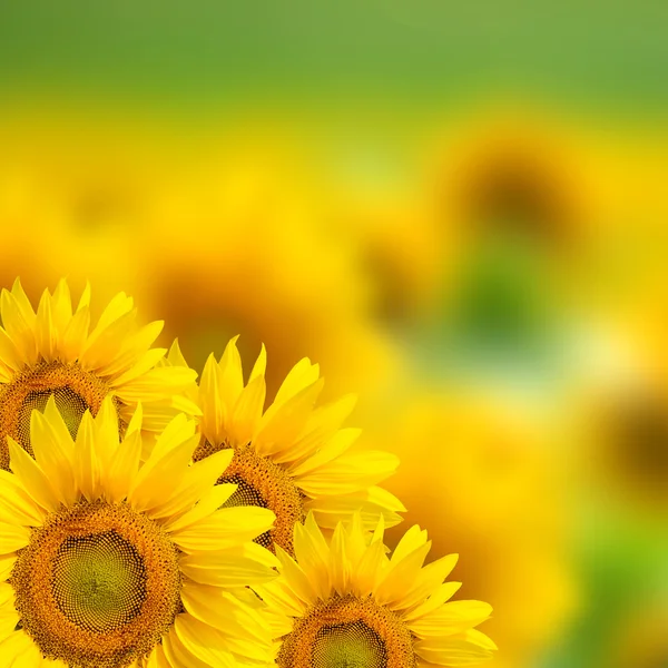 Gele zonnebloem achtergrond — Stockfoto