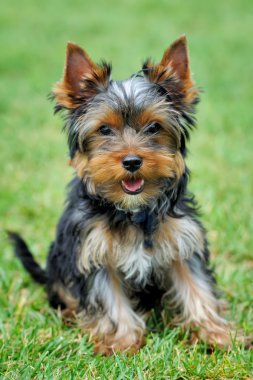 Yorkshire Terrier köpeği.