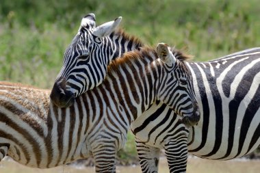 Zebra otlakta Afrika