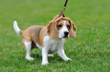 Yakın Beagle köpek