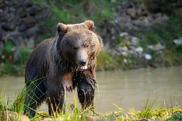 Wielki niedźwiedź brunatny (Ursus arctos) — Zdjęcie stockowe