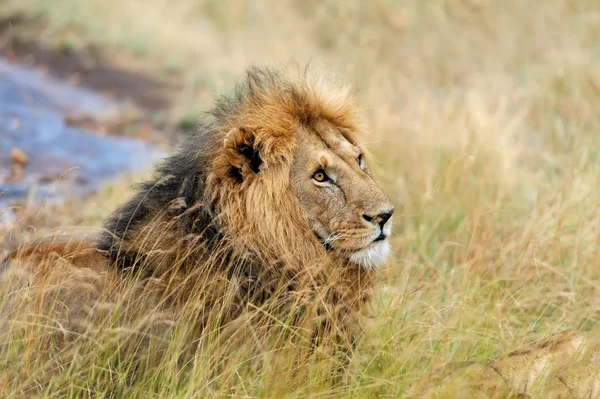 Afrika aslanı Park Güney Afrika için — Stok fotoğraf