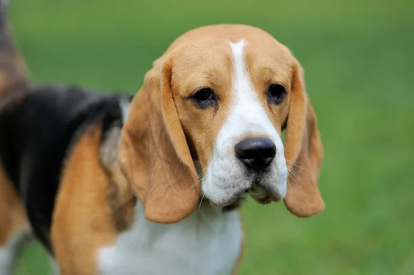 Naher Beagle-Hund — Stockfoto