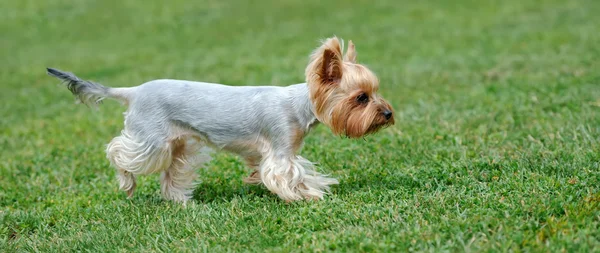 Yorkshire Terrier hond — Stockfoto