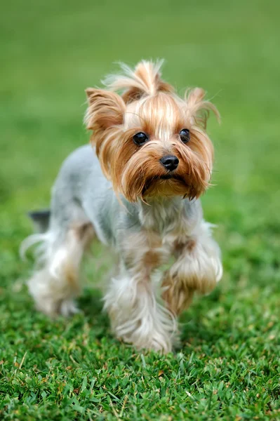 Pies z Yorkshire Terrier — Zdjęcie stockowe