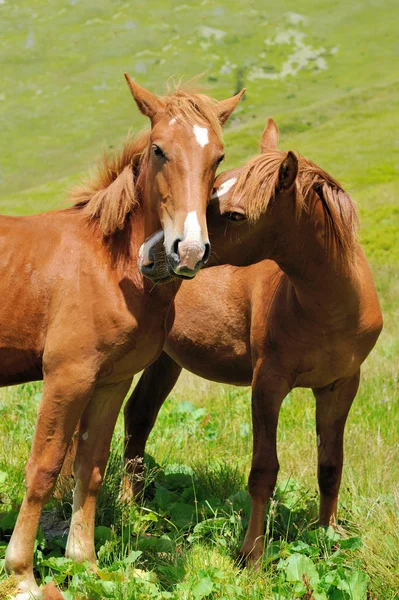 Cavalo marrom no pasto na montanha — Fotografia de Stock