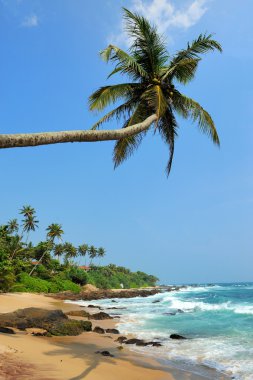 palm ile tropikal plaj