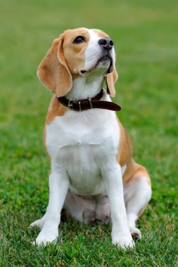 Yakın Beagle köpek