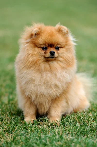 Perro pomerano marrón — Foto de Stock