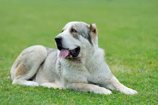 Собака в зеленой траве — стоковое фото