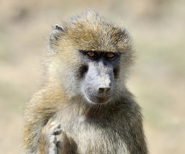 Baboon in National park van Kenia — Stockfoto