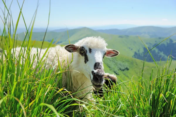 Ovejas en un prado en las montañas — Foto de Stock