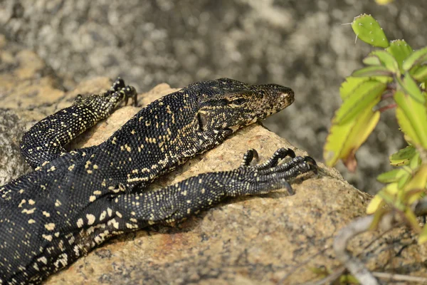 Large monitor lizard in stone — Stock Photo, Image