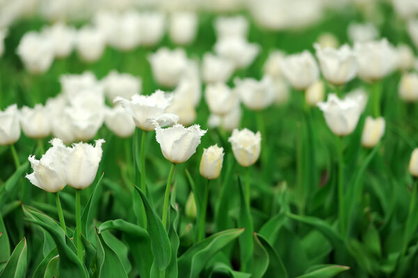 тюльпаны на весеннем поле