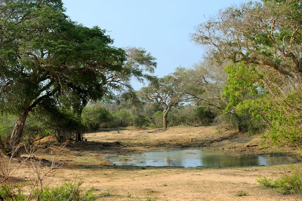 Sri lanka Millî Parkı — Stok fotoğraf