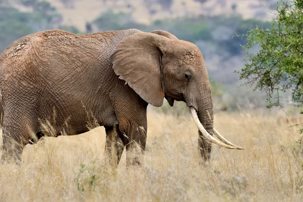 Elefant auf Savanne in Afrika — Stockfoto