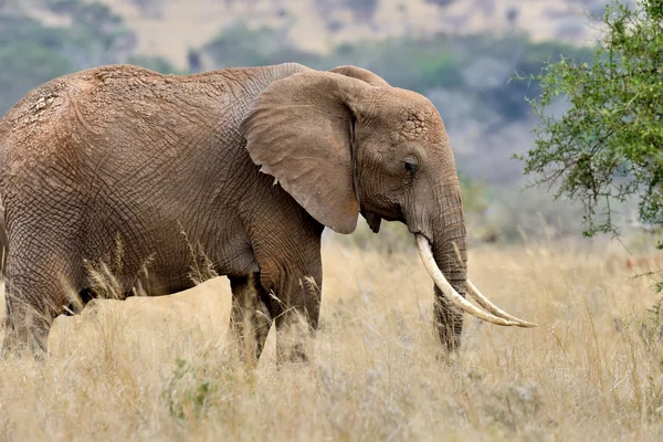 アフリカのサバンナでゾウ — ストック写真