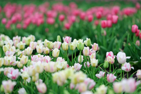 Tulipany w polu wiosennym — Zdjęcie stockowe