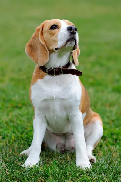 Chiudi Cane Beagle — Foto Stock