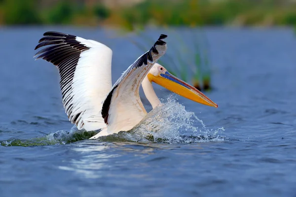 Grande pelicano branco voando sobre o lago — Fotografia de Stock