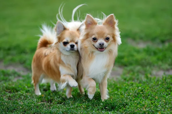 Två långhår Chihuahua hund — Stockfoto
