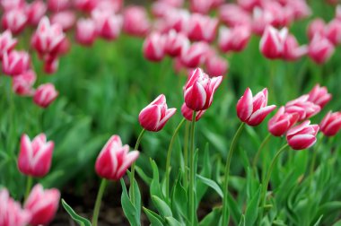 Bahar tarlasında laleler