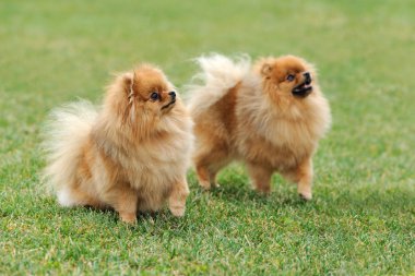 kahverengi Pomeranya köpeği