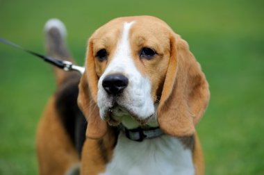 Yakın Beagle köpek