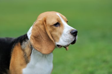 Yakın Beagle köpek