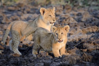 Afrika aslanı yavrusu
