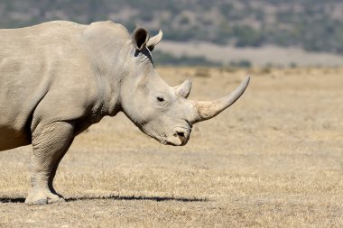 Gergedan savannah Afrika üzerinde
