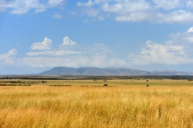 Savannah manzara Kenya Milli Parkı
