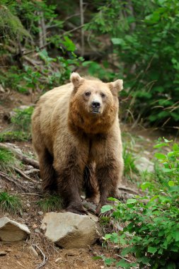 Boz ayı (Ursus arctos) doğada