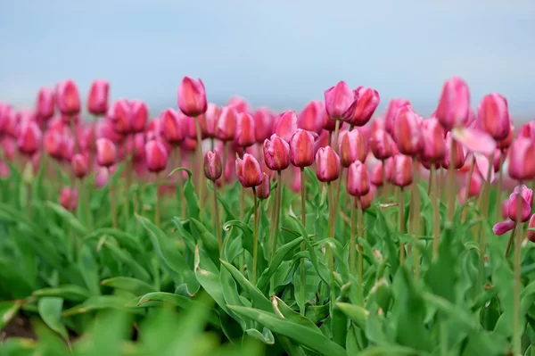 Тюльпаны на весеннем поле — стоковое фото