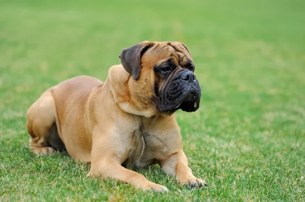 İngiliz mastiff köpek — Stok fotoğraf