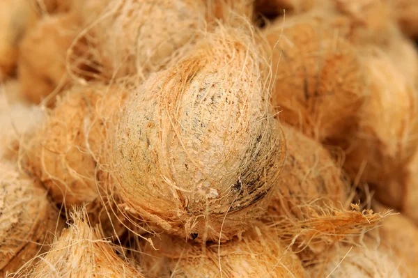 Molte vecchie noci di cocco marrone — Foto Stock