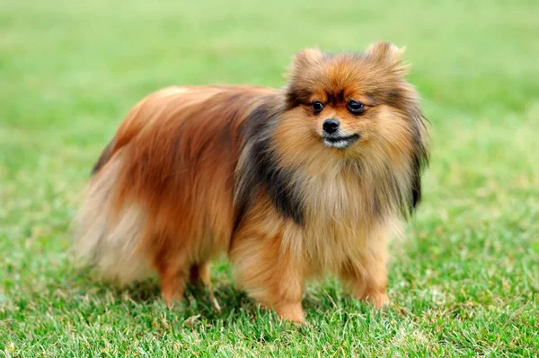 Brown Pomeranian dog — Stock Photo, Image