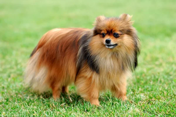 Brun pomeranian hund — Stockfoto