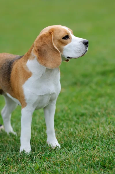 Chiudi Cane Beagle — Foto Stock