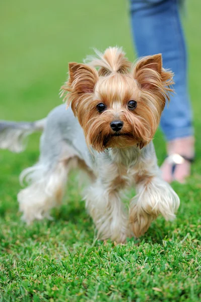 Pies z Yorkshire Terrier — Zdjęcie stockowe