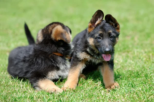 Schäferhund-Baby — Stockfoto