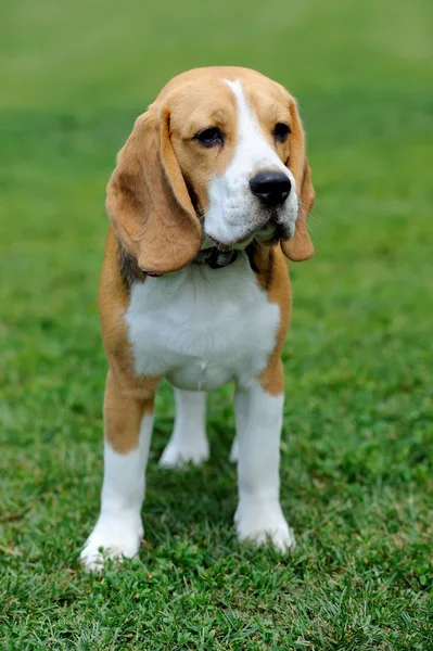 Yakın Beagle köpek — Stok fotoğraf