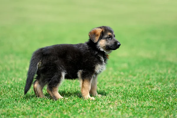 婴儿德国牧羊犬 — 图库照片