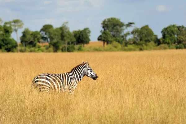 Cebra en pastizales en África — Foto de Stock