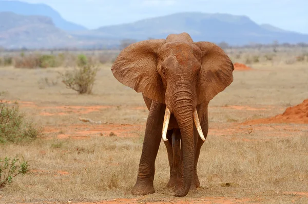 Elefant auf Savanne in Afrika — Stockfoto