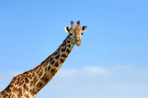 Жираф о саванне в Африке — стоковое фото