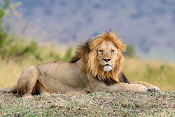 African lion in the Park South Africa — Stock Photo, Image