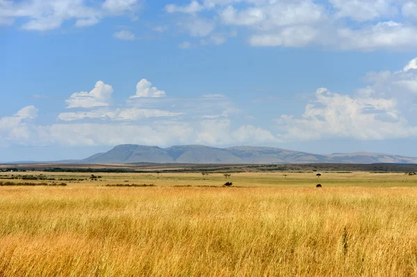 Paisaje de sabana en el Parque Nacional de Kenia — Foto de Stock